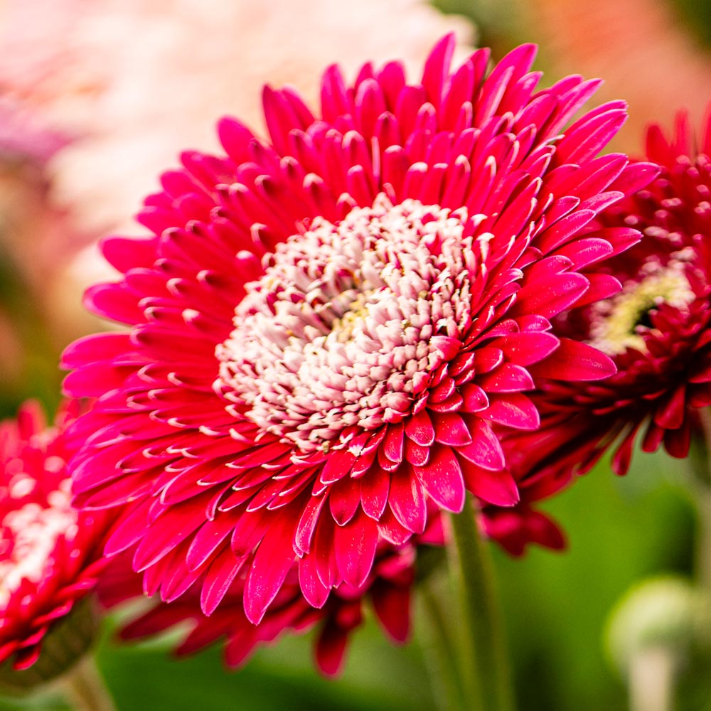 Gerbera 'Majestic Burgundy'
