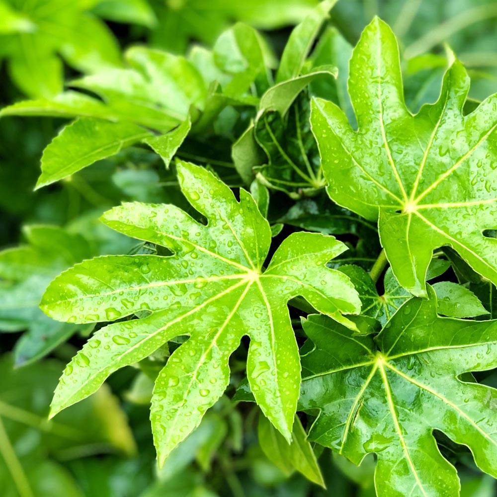 Fatsia japonica