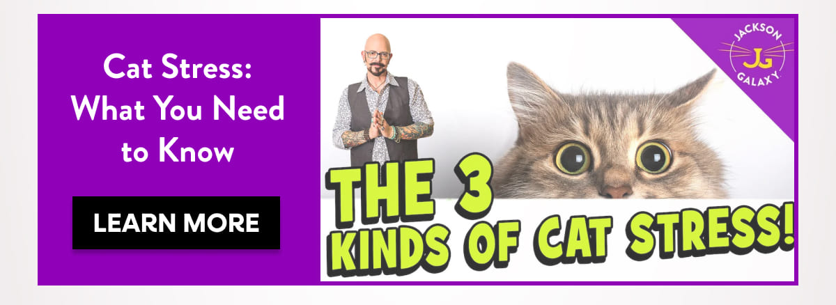 Cat Stress: What You Need to Know learn more