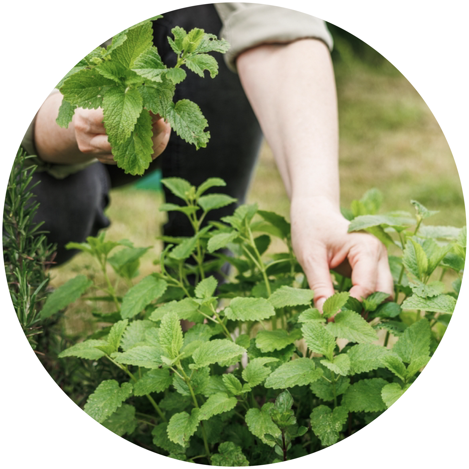 Hands gathering fresh herbs in a garden