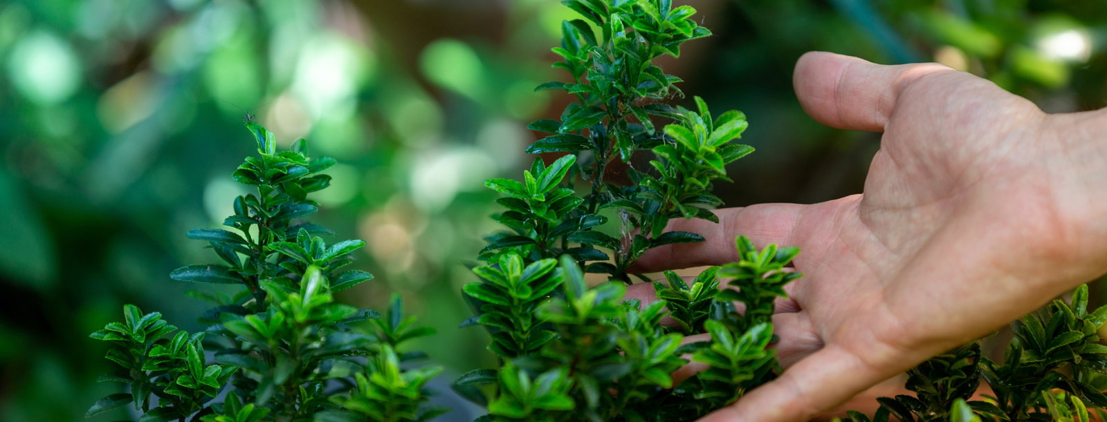 A hand cradling a young green plant