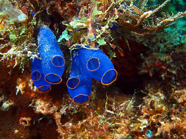 An underwater close-up view of a bright blue sea squirt near Maktan, Indonesia.