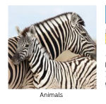 Animals