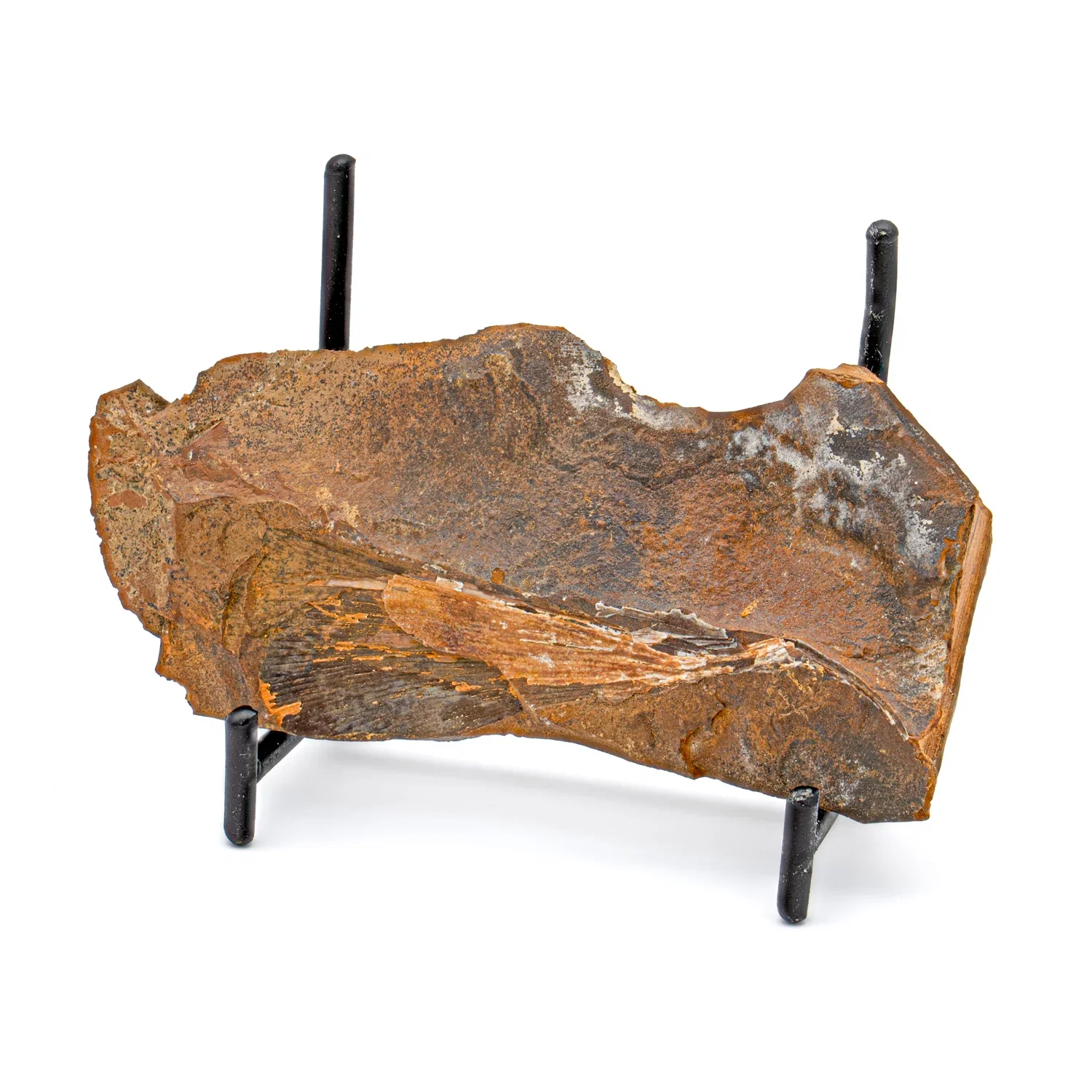 Image of Fossil Ginkgo Leaf - 3.862"