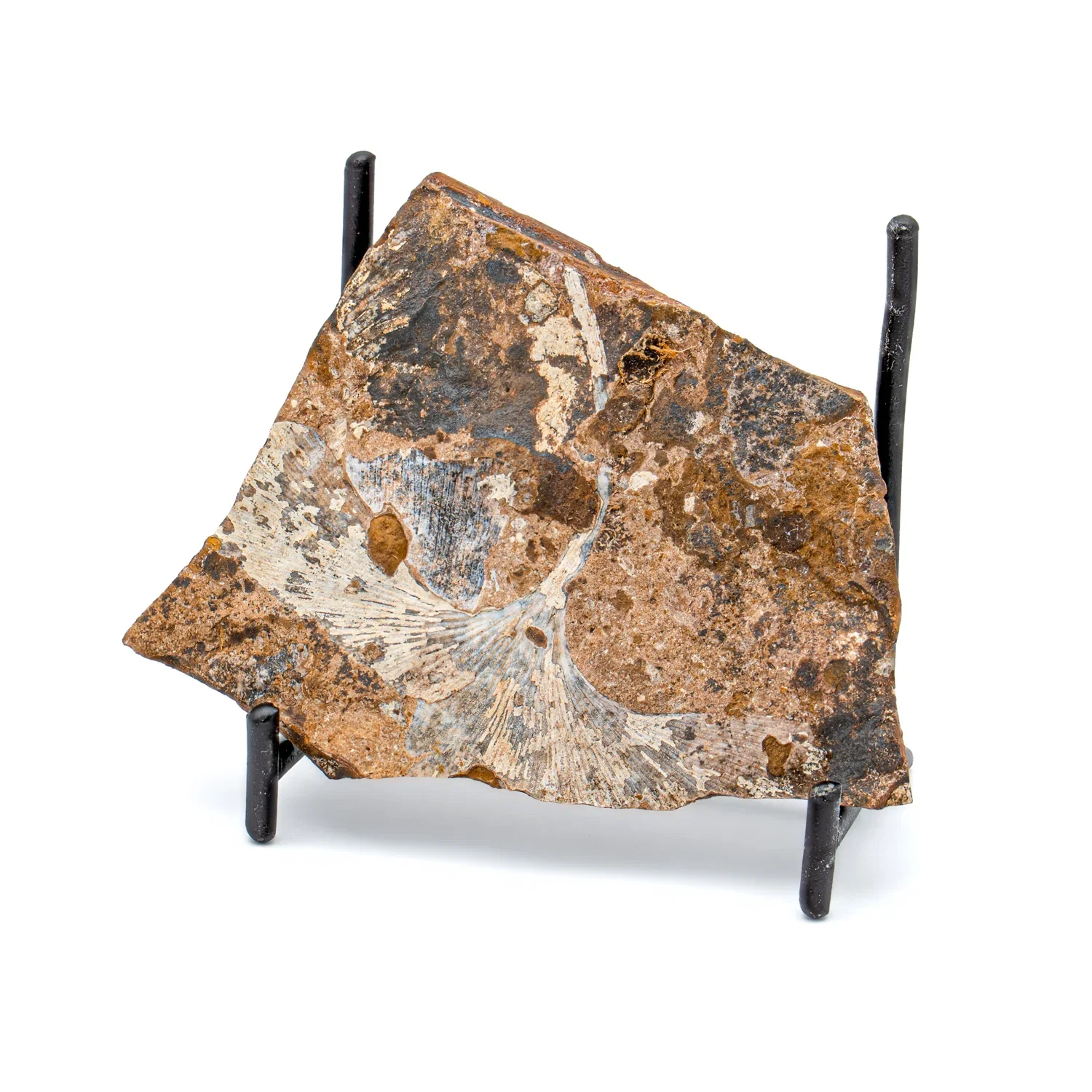 Image of Fossil Ginkgo Leaf - 3.432"