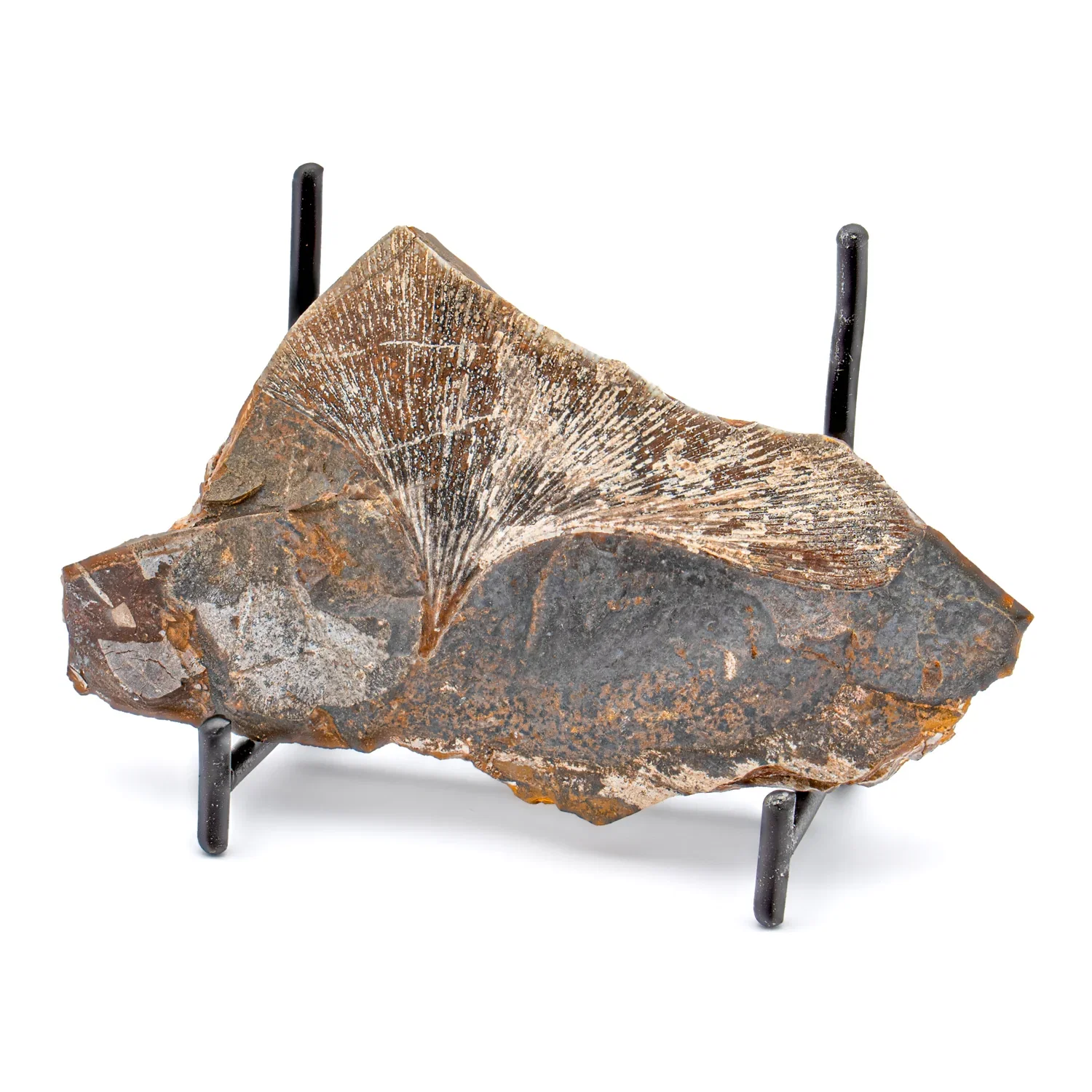 Image of Fossil Ginkgo Leaf - 4.172"