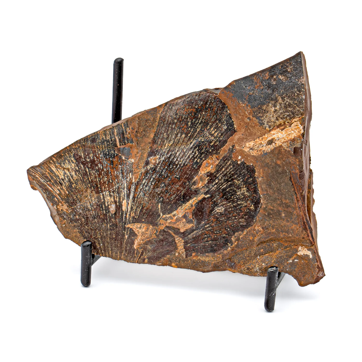 Image of Fossil Ginkgo Leaf - 3.910"