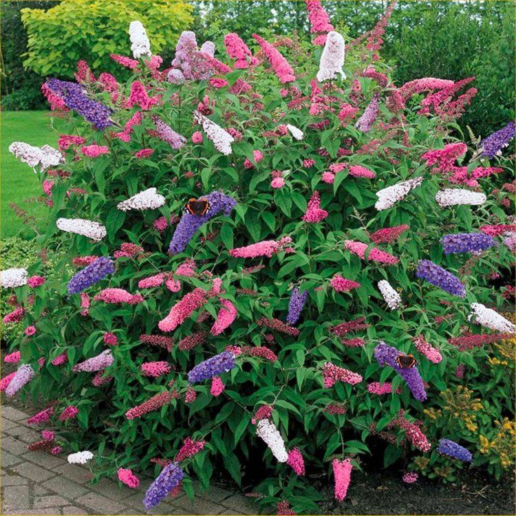 Patio Tricolour Buddleja - Butterfly Bush
