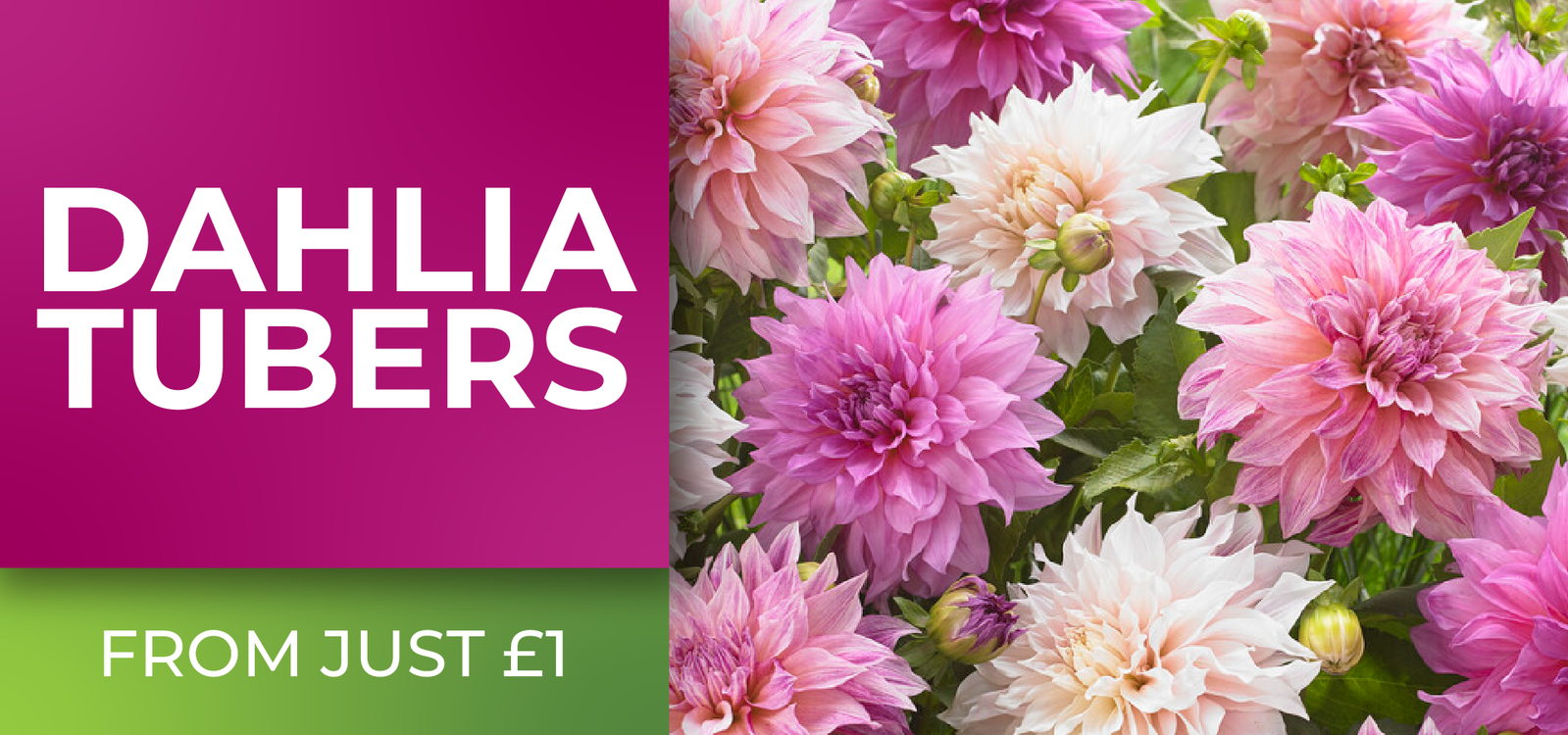 Dahlia Tubers - From just £1