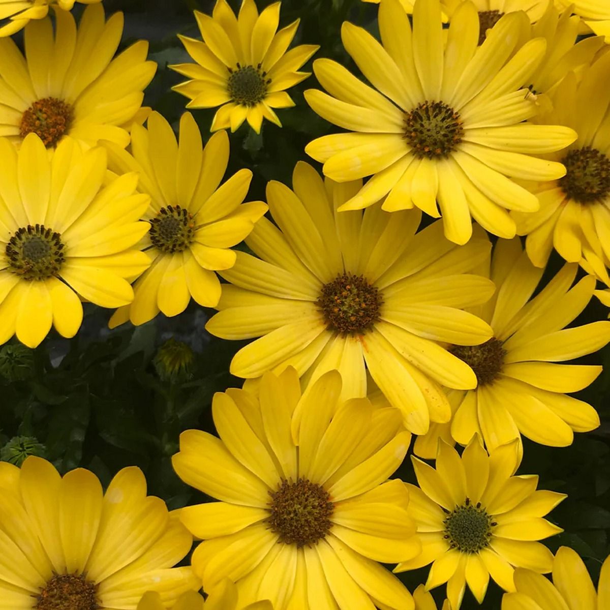 Osteospermum Daisy - ‘Sunny Sunset Shades’