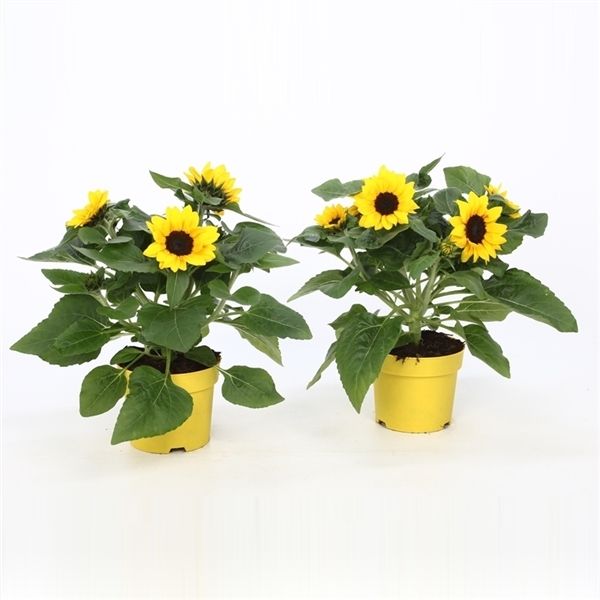 Patio Sunflowers - In Bud & Bloom