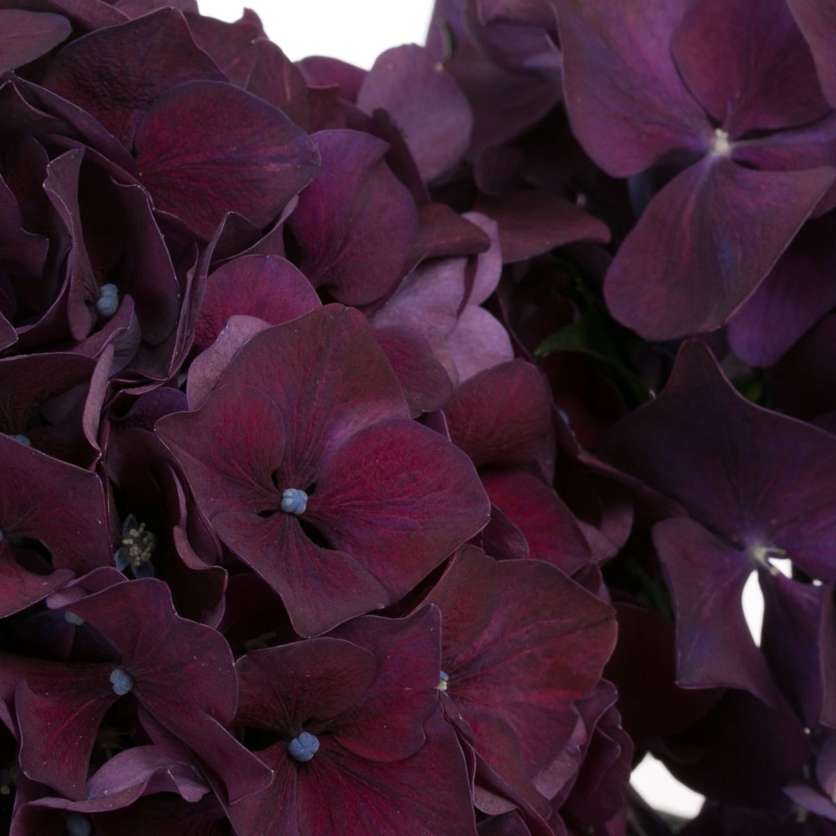 Hydrangea ‘Ruby Aubergine’