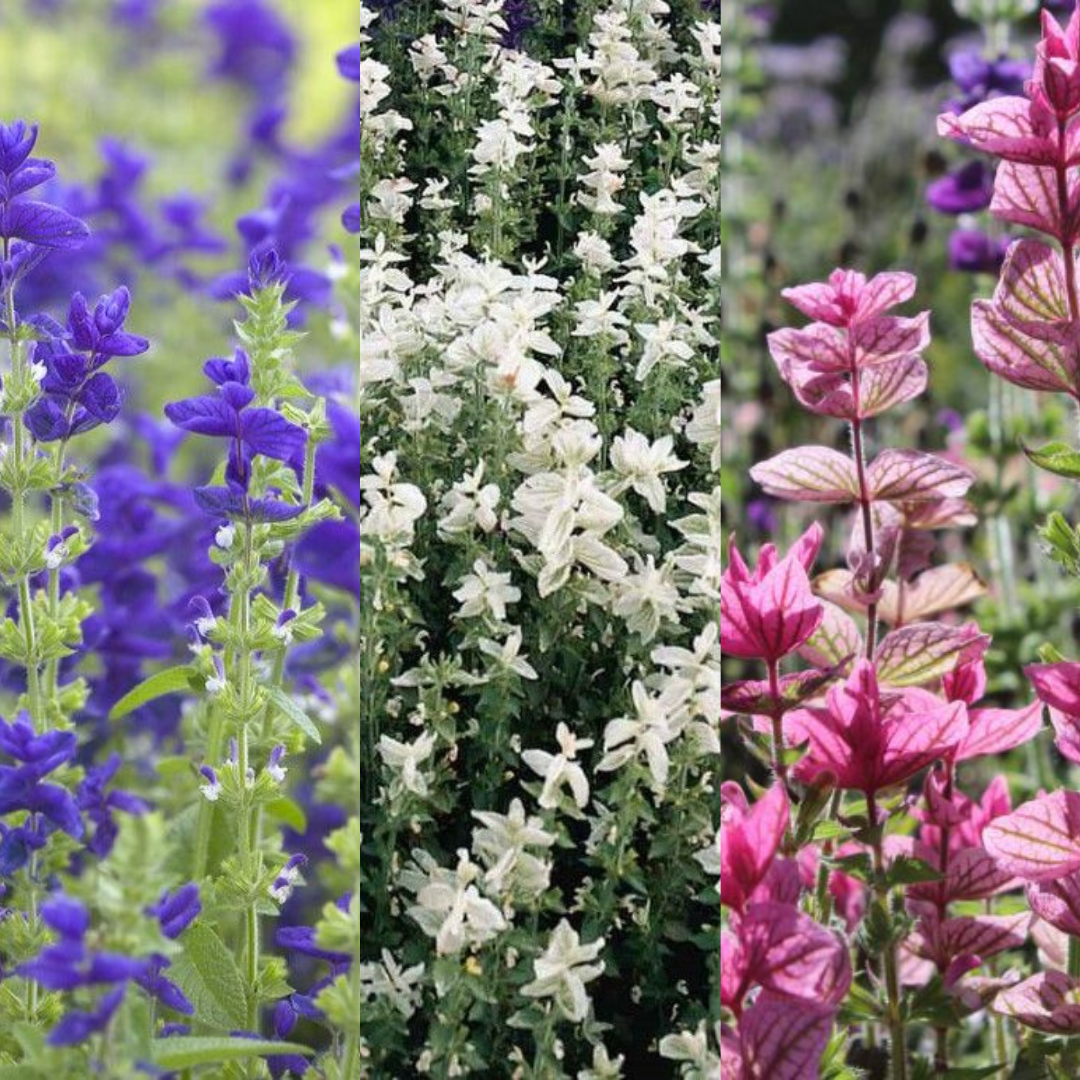 Salvia Horminum - Painted Sage
