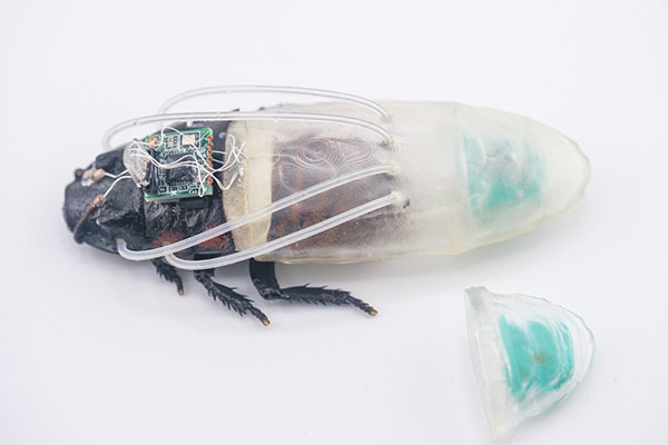 Close-up of a ‘cyborg’ Madagascan hissing cockroach with the new diving suit on its back. The suit has tubes that connect to the breathing holes of the insect and an oxygen generator mounted at its rear.