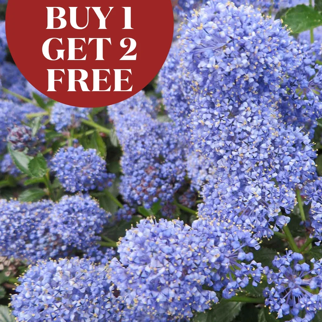 Buy One Get Two Free