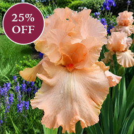 You're a Peach Bearded Iris
