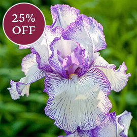 Autumn Circus Reblooming Bearded Iris
