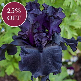 Black Is Black Bearded Iris
