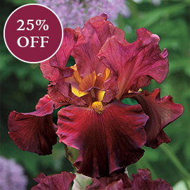 Rarest Red Bearded Iris
