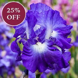 City Lights Reblooming Iris
