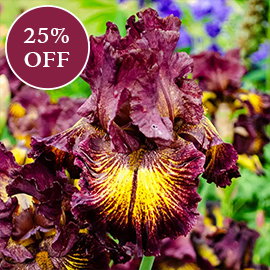 High Octane Bearded Iris