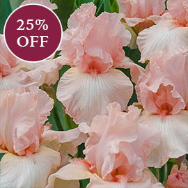 Beverly Sills Reblooming Iris
