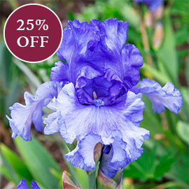 Honky Tonk Blues Bearded Iris
