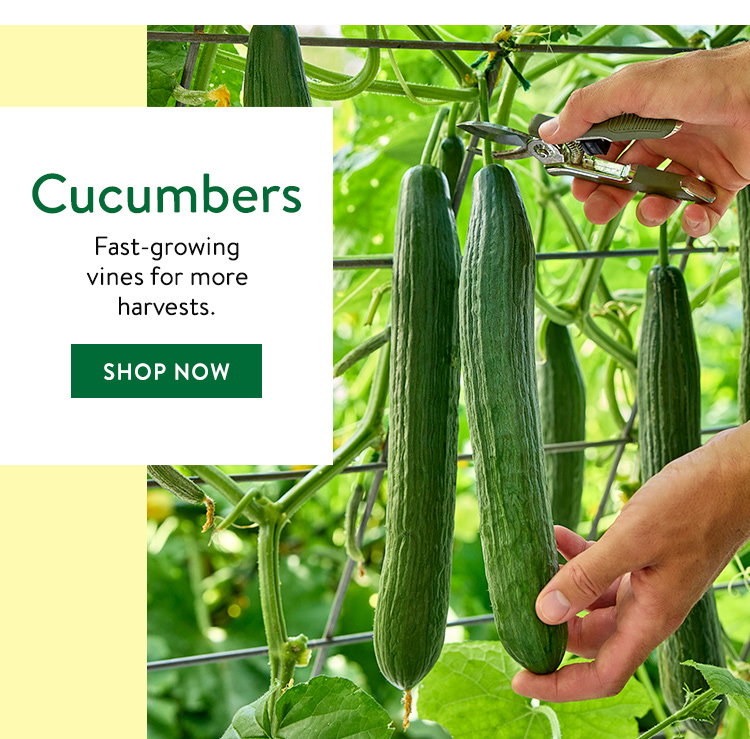 Cucumber Seeds