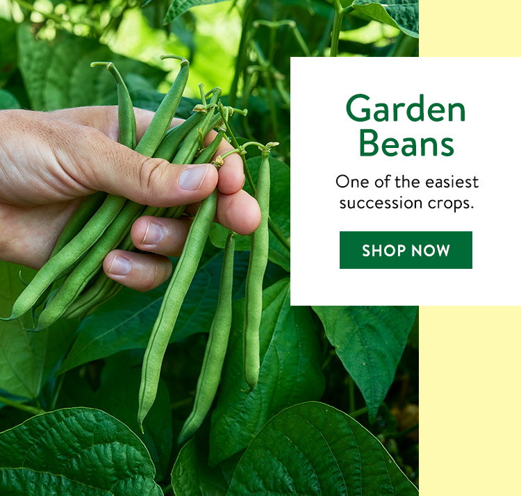 Bean Seeds