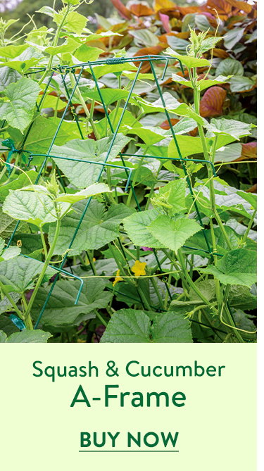 Squash & Cucumber A Frame