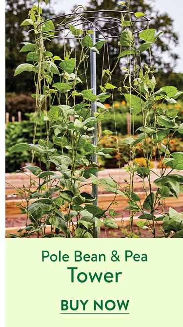 Pole Bean And Pea Tower