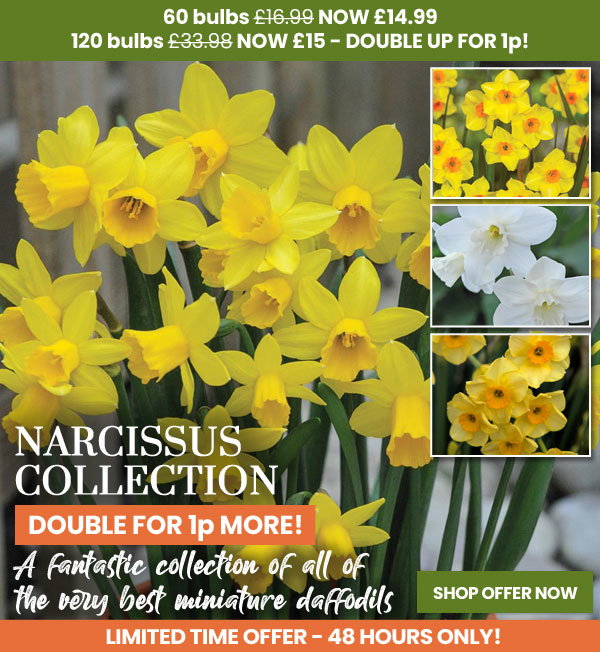 Narcissus Dwarf Collection