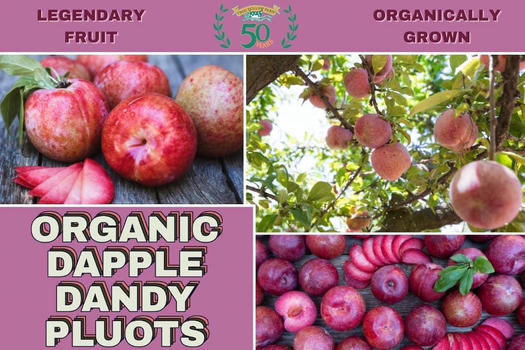 Organic Dapple Dandy Pluots
