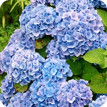 Hortensia Bleu