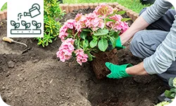 Comment réussir la plantation des hortensias ?