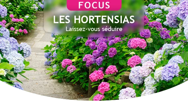 Focus Hortensia