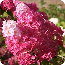 Hortensia Paiculé Fraise Melba