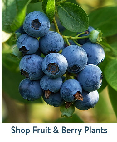Fruit & Berry Plants
