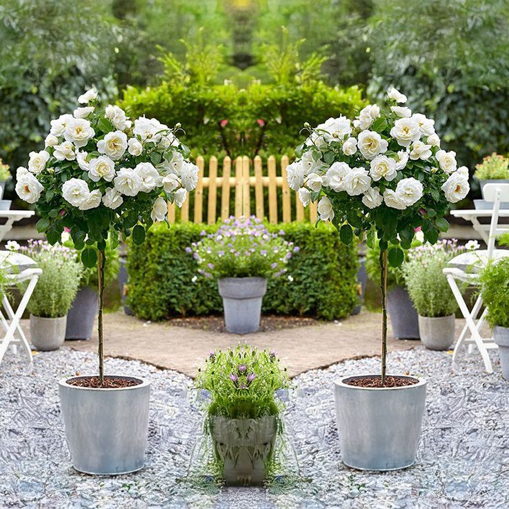 Pair of Patio Standard White Rose Trees - Circa 100cm tall - In Bud & Bloom