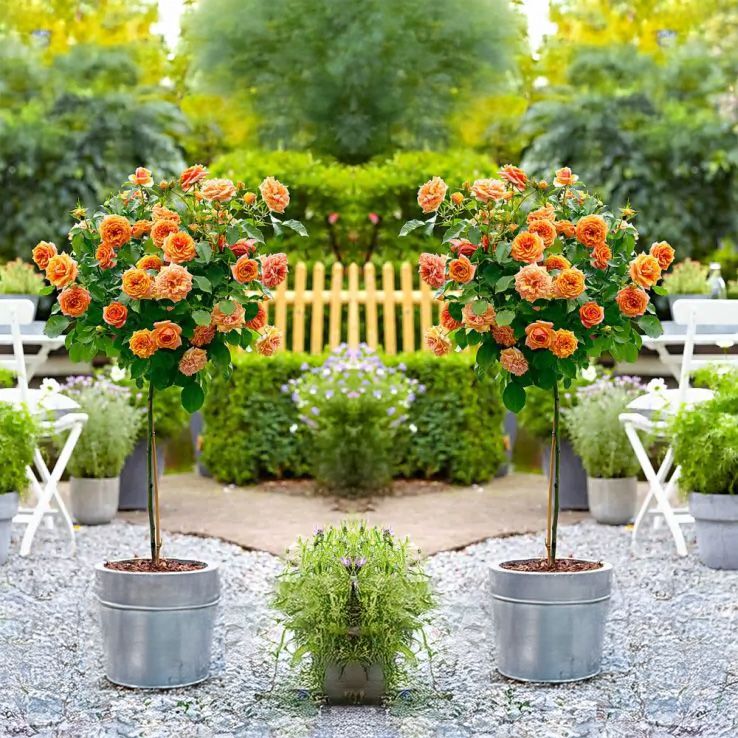 Pair of Patio Standard Orange Rose Trees - Circa 100cm tall - In Bud & Bloom