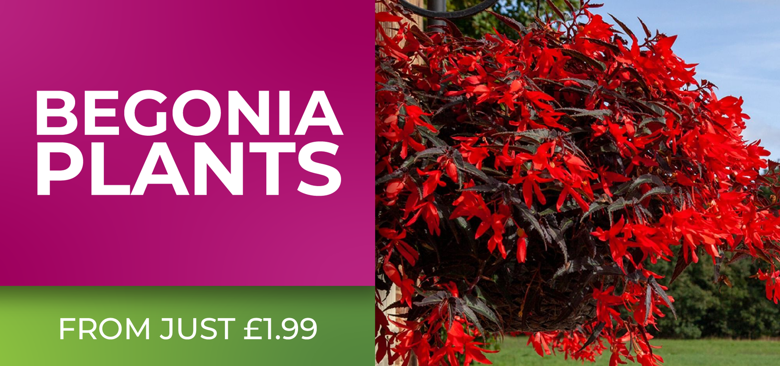 Begonia Plants - From 1.99