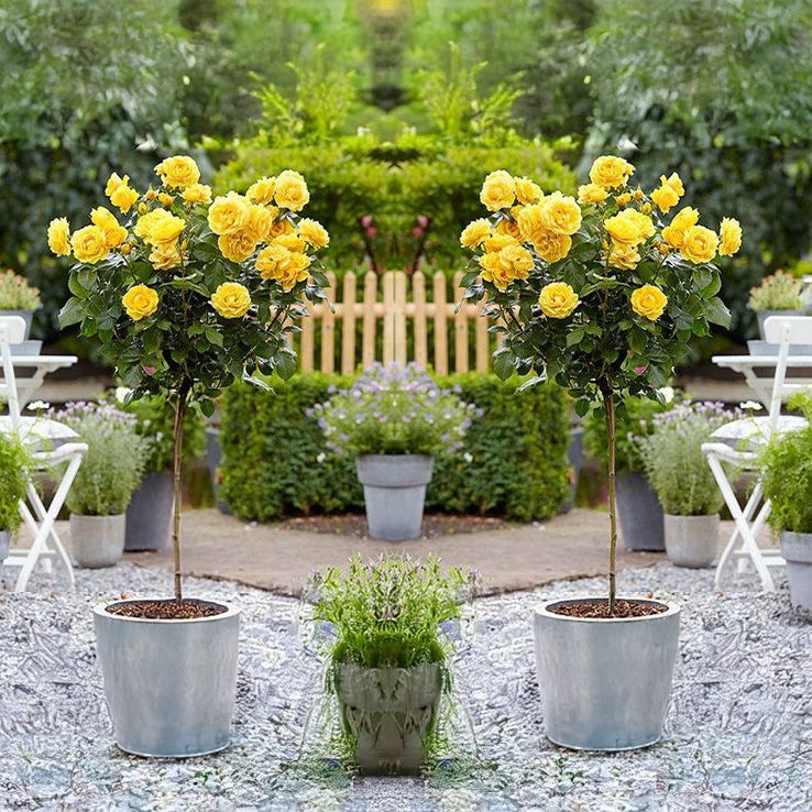 Pair of Patio Standard Yellow Rose Trees - Circa 100cm tall - In Bud & Bloom