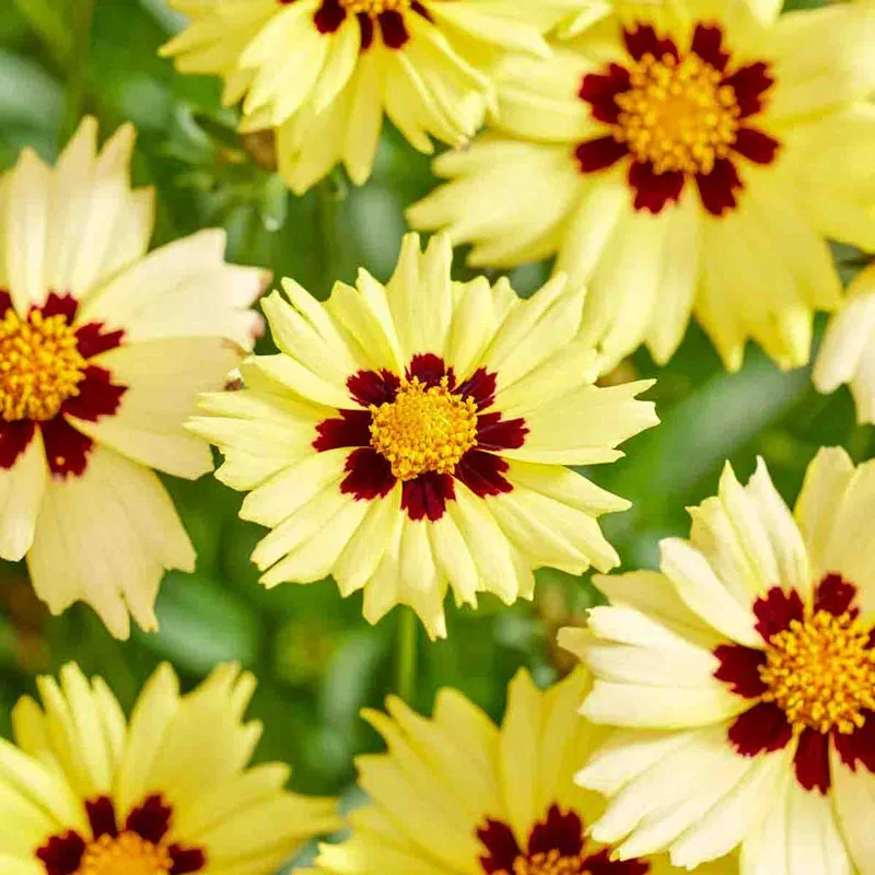 Solar Moon Coreopsis

