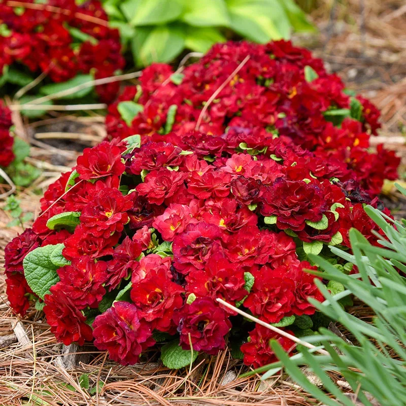 Belarina® Valentine Double Primrose

