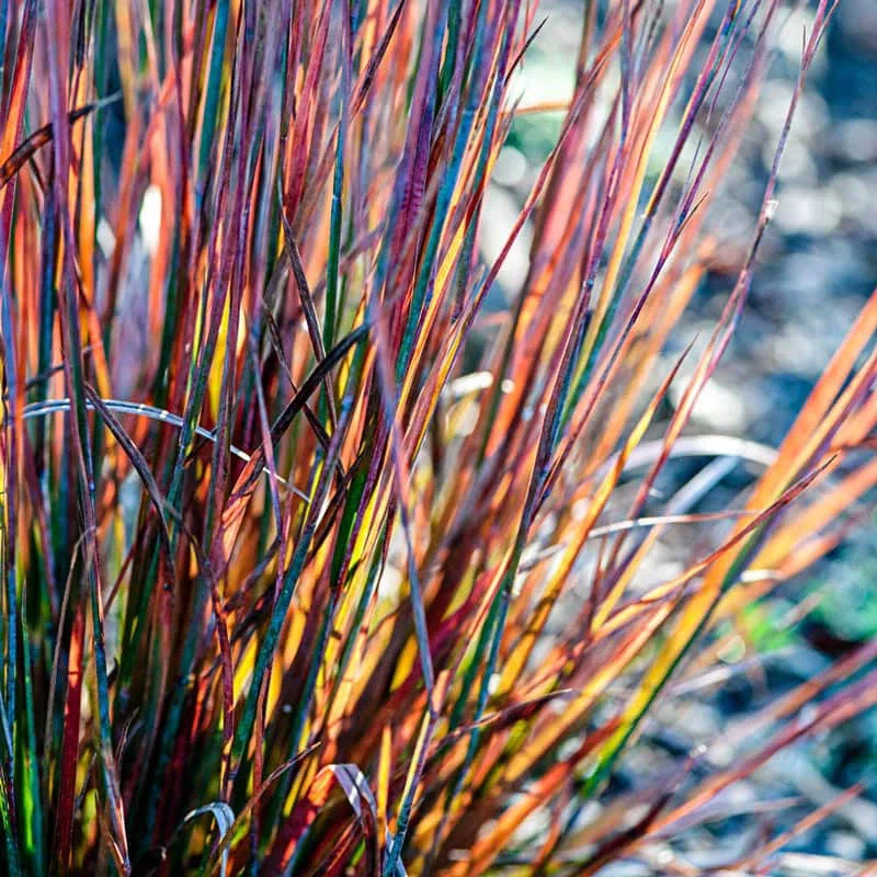 Standing Ovation Little Bluestem

