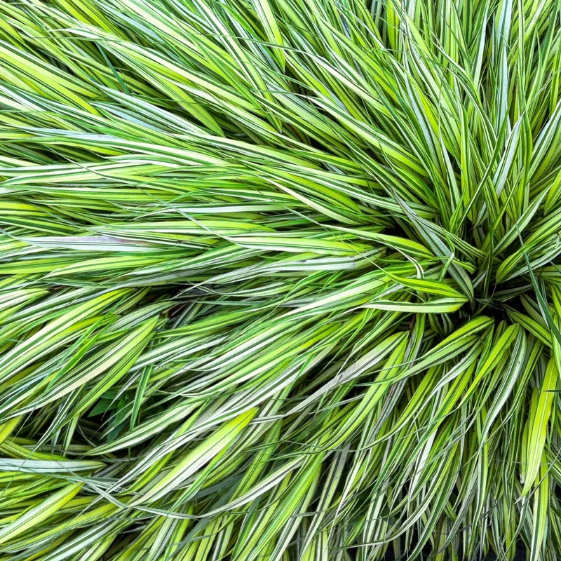 Lime Zest Japanese Forest Grass
