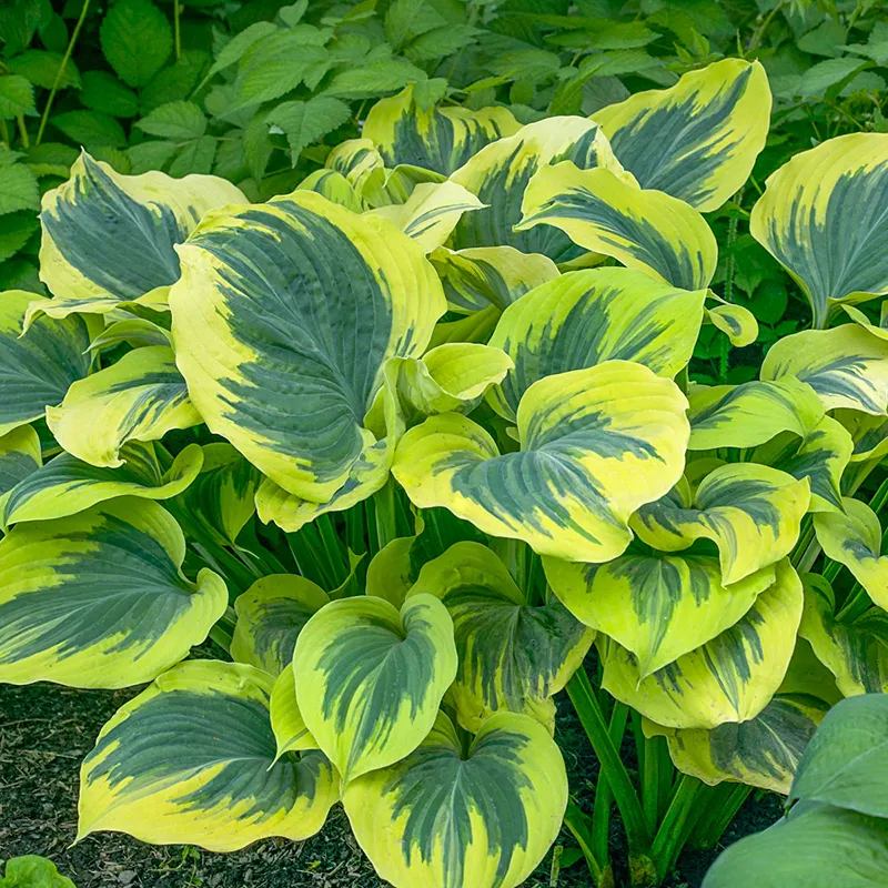 Liberty Hosta
