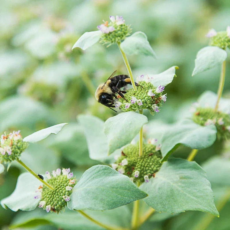 Mountain Mint
