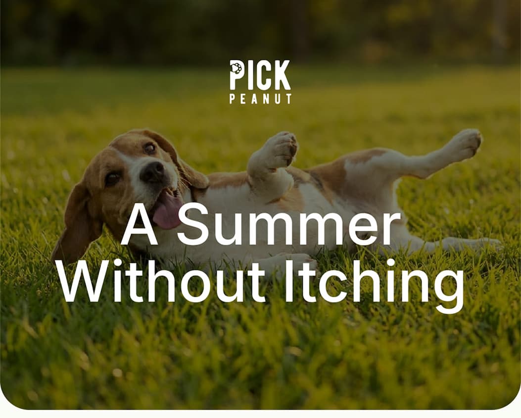 A Summer Without Itching
