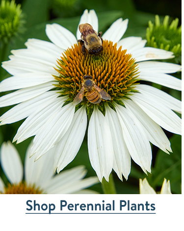 Fall Perennial Plants